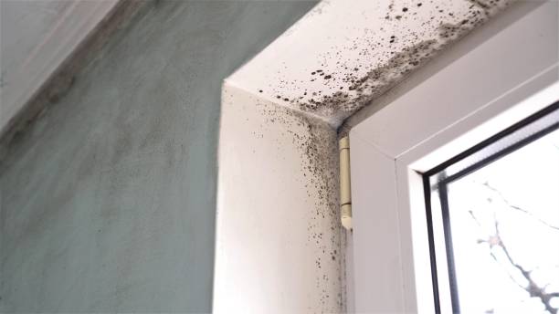 Best Attic Mold Removal  in Rising Sun Lebanon, DE