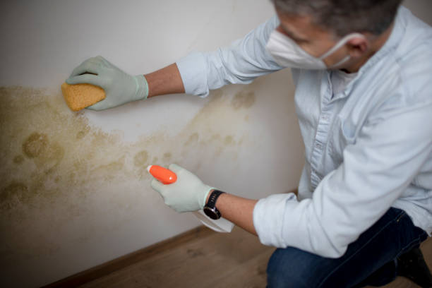 Best Mold Damage Repair  in Rising Sun Lebanon, DE