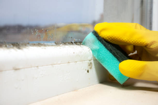 Best Fast Mold Removal  in Rising Sun Lebanon, DE